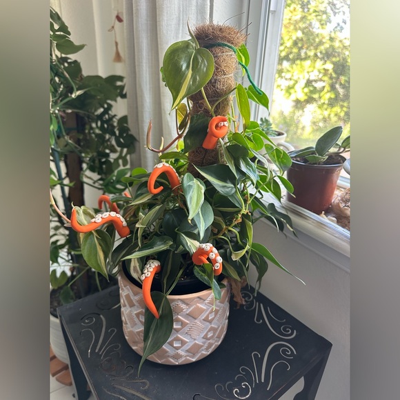 8 Orange Sea Creature Tentacles 🦑Decor Tentacle Unique Modern Indoor Plant - Picture 7 of 7